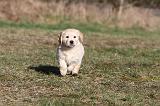 GOLDEN RETRIEVER 058